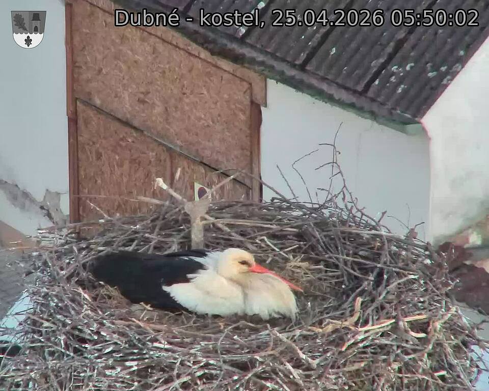 Capi_Dubne_20260425_055002.jpg (1350&nbsp;x&nbsp;1080)