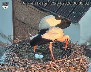 Capi_Dubne_20260425_060502.jpg (1350&nbsp;x&nbsp;1080)