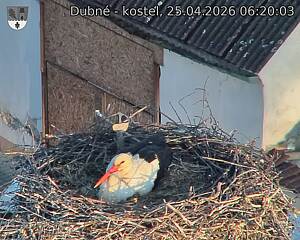 Capi_Dubne_20260425_062003.jpg (1350&nbsp;x&nbsp;1080)