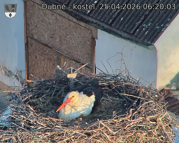 Capi_Dubne_20260425_062003.jpg (1350&nbsp;x&nbsp;1080)