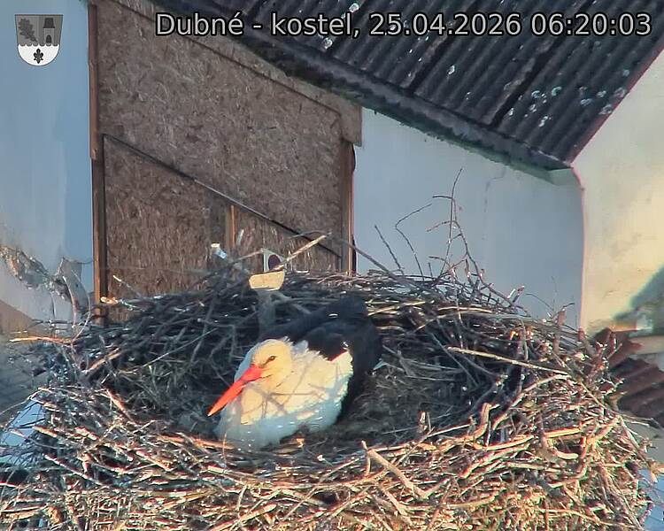 Capi_Dubne_20260425_062003.jpg (1350&nbsp;x&nbsp;1080)