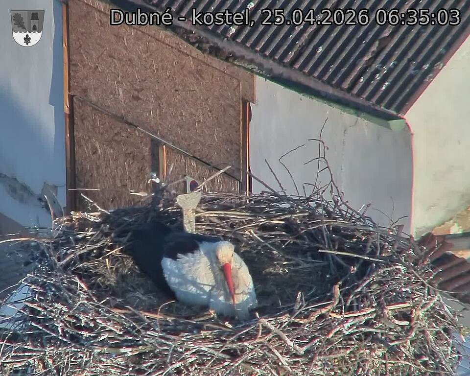 Capi_Dubne_20260425_063503.jpg (1350&nbsp;x&nbsp;1080)