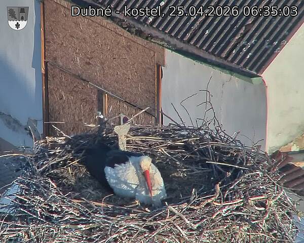 Capi_Dubne_20260425_063503.jpg (1350&nbsp;x&nbsp;1080)