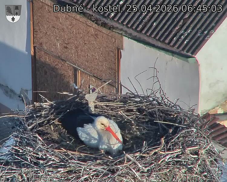 Capi_Dubne_20260425_064503.jpg (1350&nbsp;x&nbsp;1080)