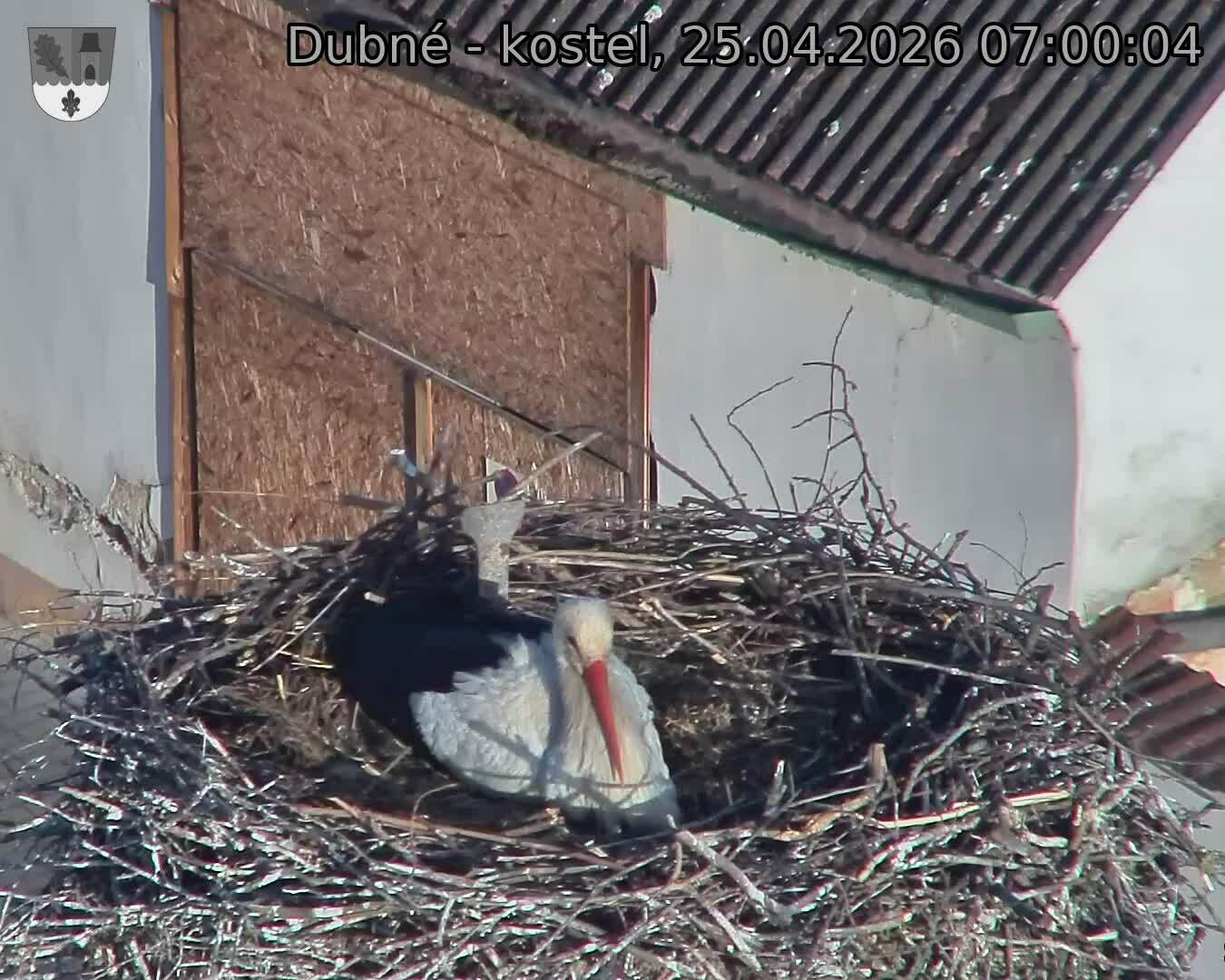 Capi_Dubne_20260425_070004.jpg (1350&nbsp;x&nbsp;1080)