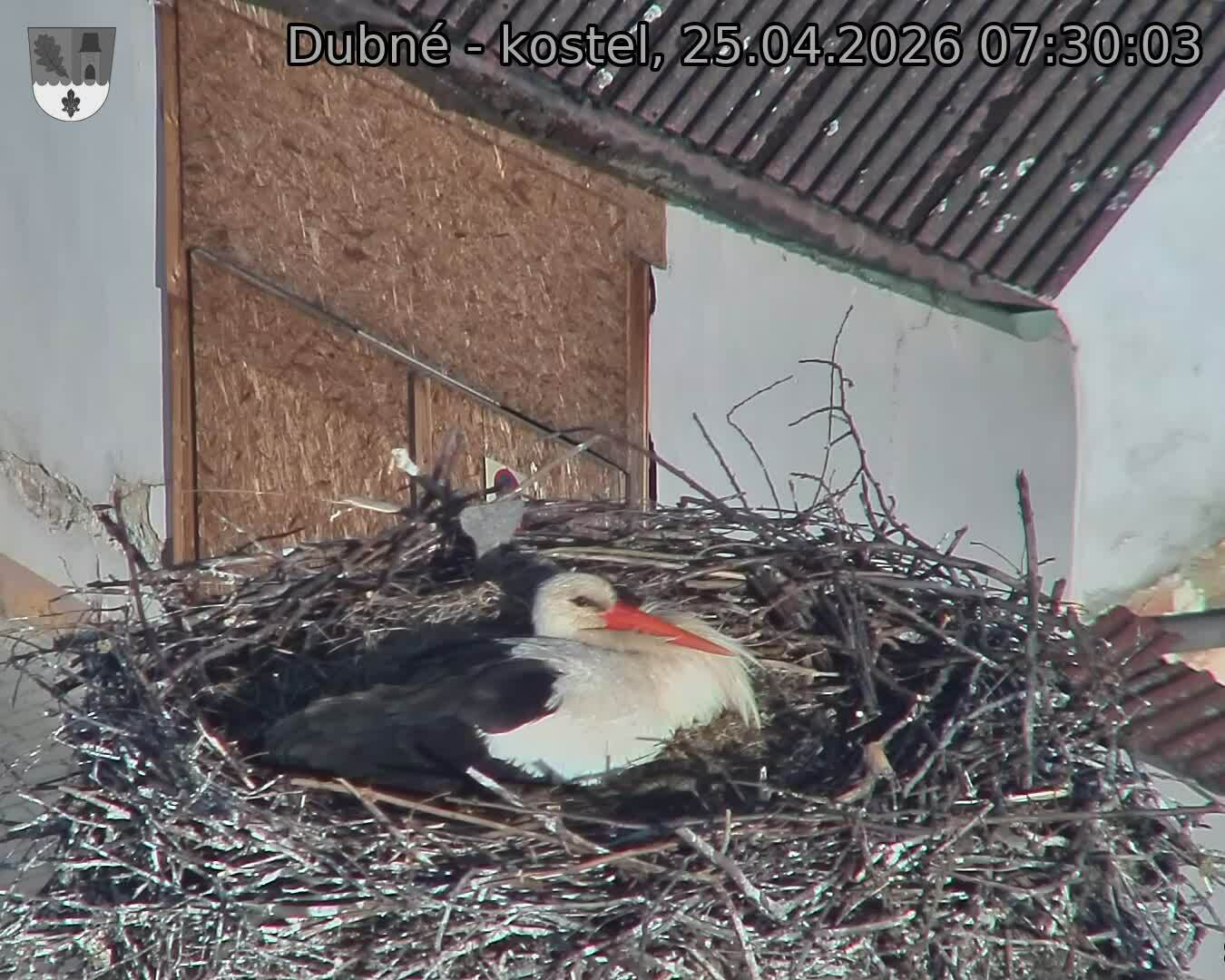 Capi_Dubne_20260425_073003.jpg (1350&nbsp;x&nbsp;1080)