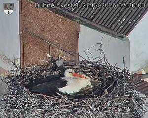 Capi_Dubne_20260425_073003.jpg (1350&nbsp;x&nbsp;1080)