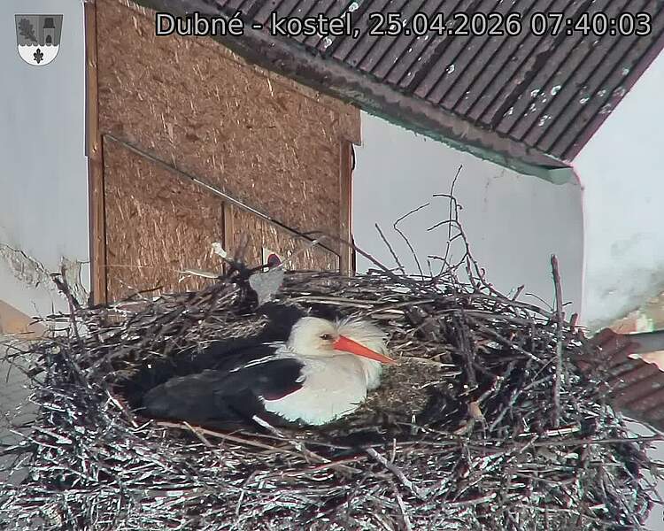 Capi_Dubne_20260425_074003.jpg (1350&nbsp;x&nbsp;1080)