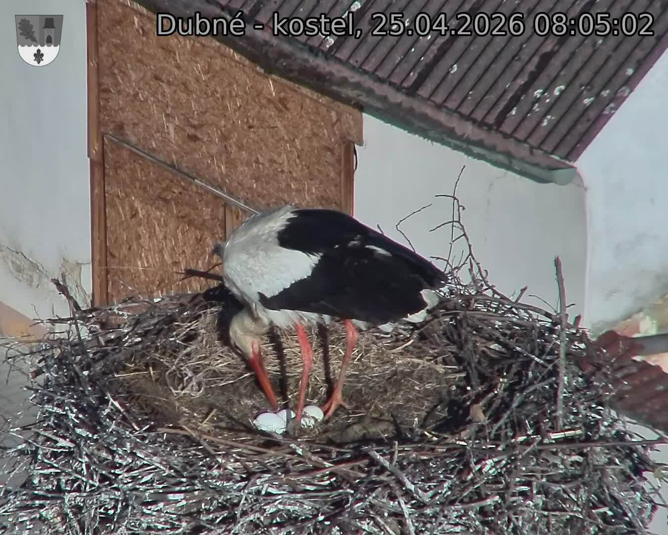 Capi_Dubne_20260425_080502.jpg (1350&nbsp;x&nbsp;1080)