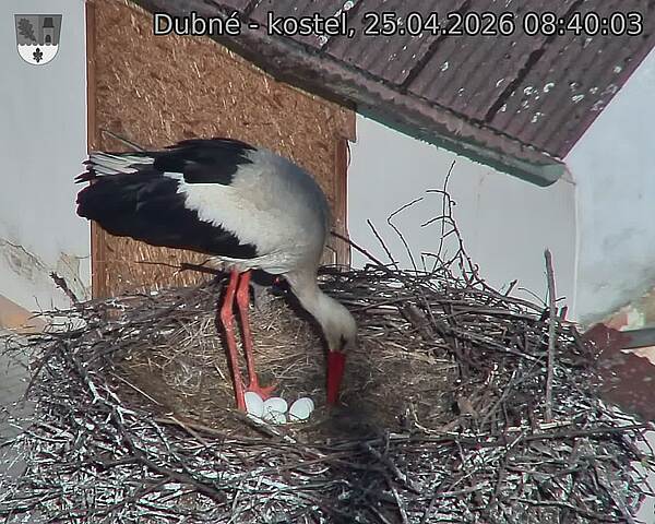 Capi_Dubne_20260425_084003.jpg (1350&nbsp;x&nbsp;1080)