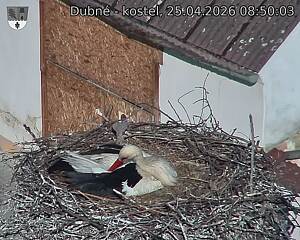 Capi_Dubne_20260425_085003.jpg (1350&nbsp;x&nbsp;1080)