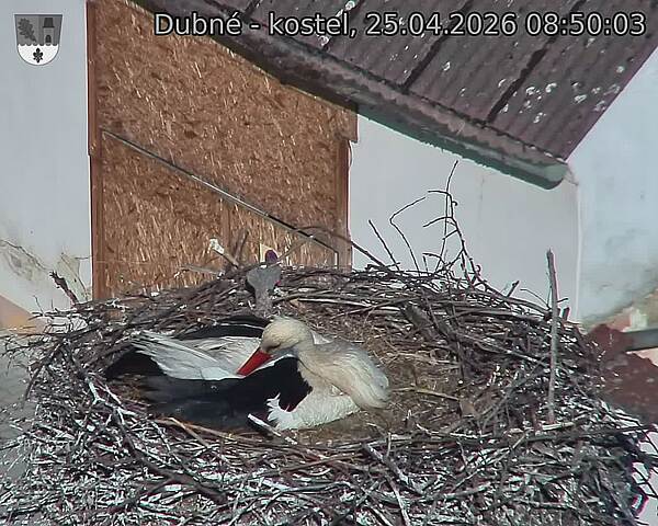 Capi_Dubne_20260425_085003.jpg (1350&nbsp;x&nbsp;1080)