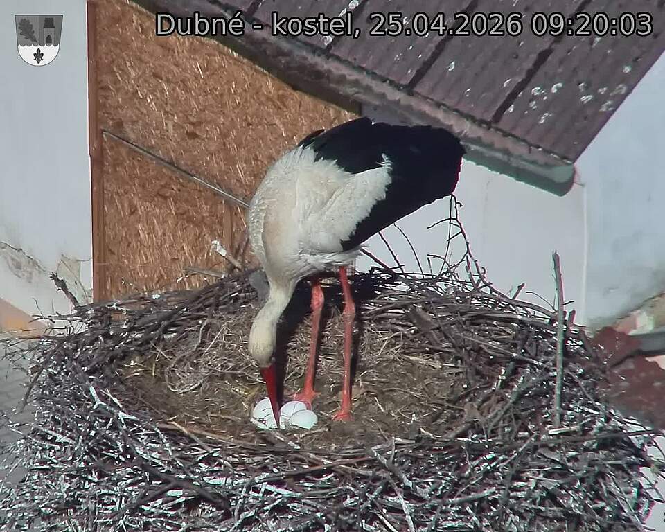 Capi_Dubne_20260425_092003.jpg (1350&nbsp;x&nbsp;1080)