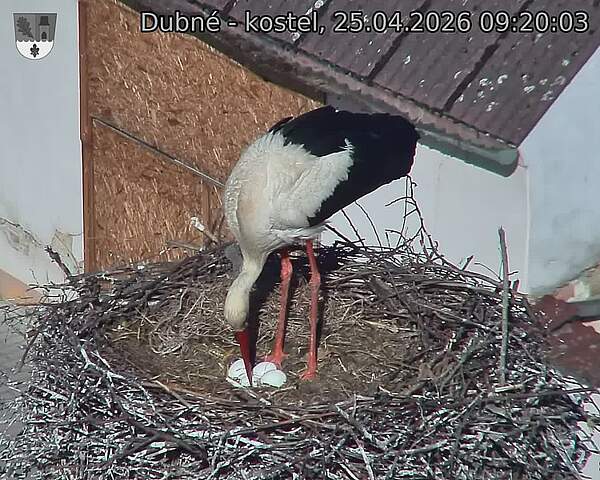 Capi_Dubne_20260425_092003.jpg (1350&nbsp;x&nbsp;1080)