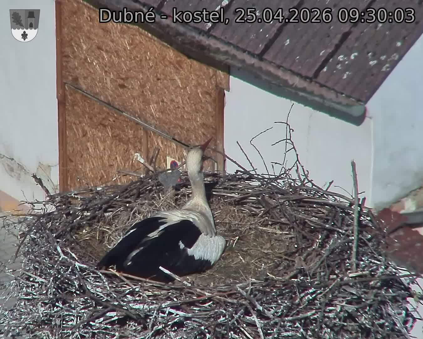 Capi_Dubne_20260425_093003.jpg (1350&nbsp;x&nbsp;1080)