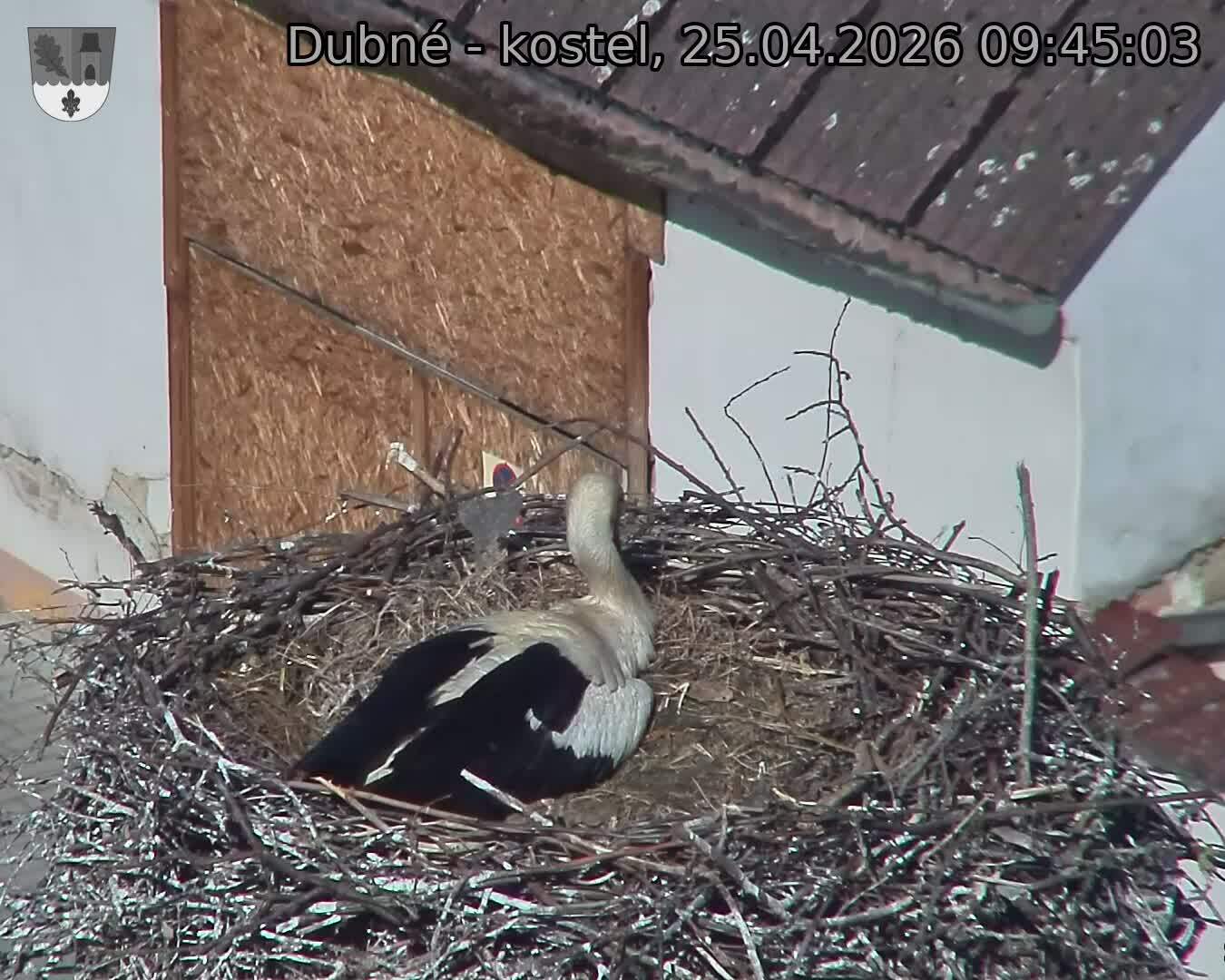 Capi_Dubne_20260425_094503.jpg (1350&nbsp;x&nbsp;1080)
