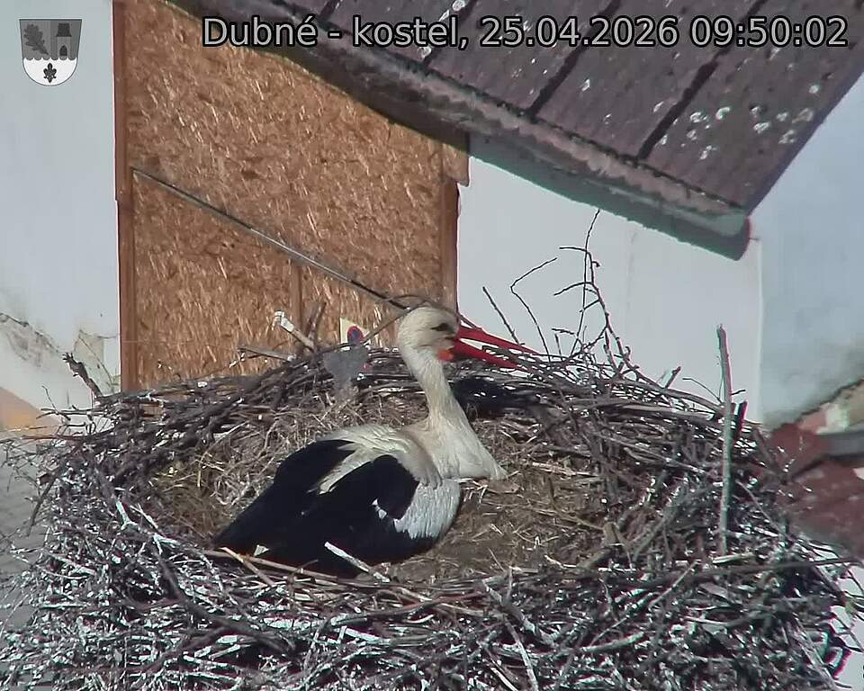 Capi_Dubne_20260425_095002.jpg (1350&nbsp;x&nbsp;1080)