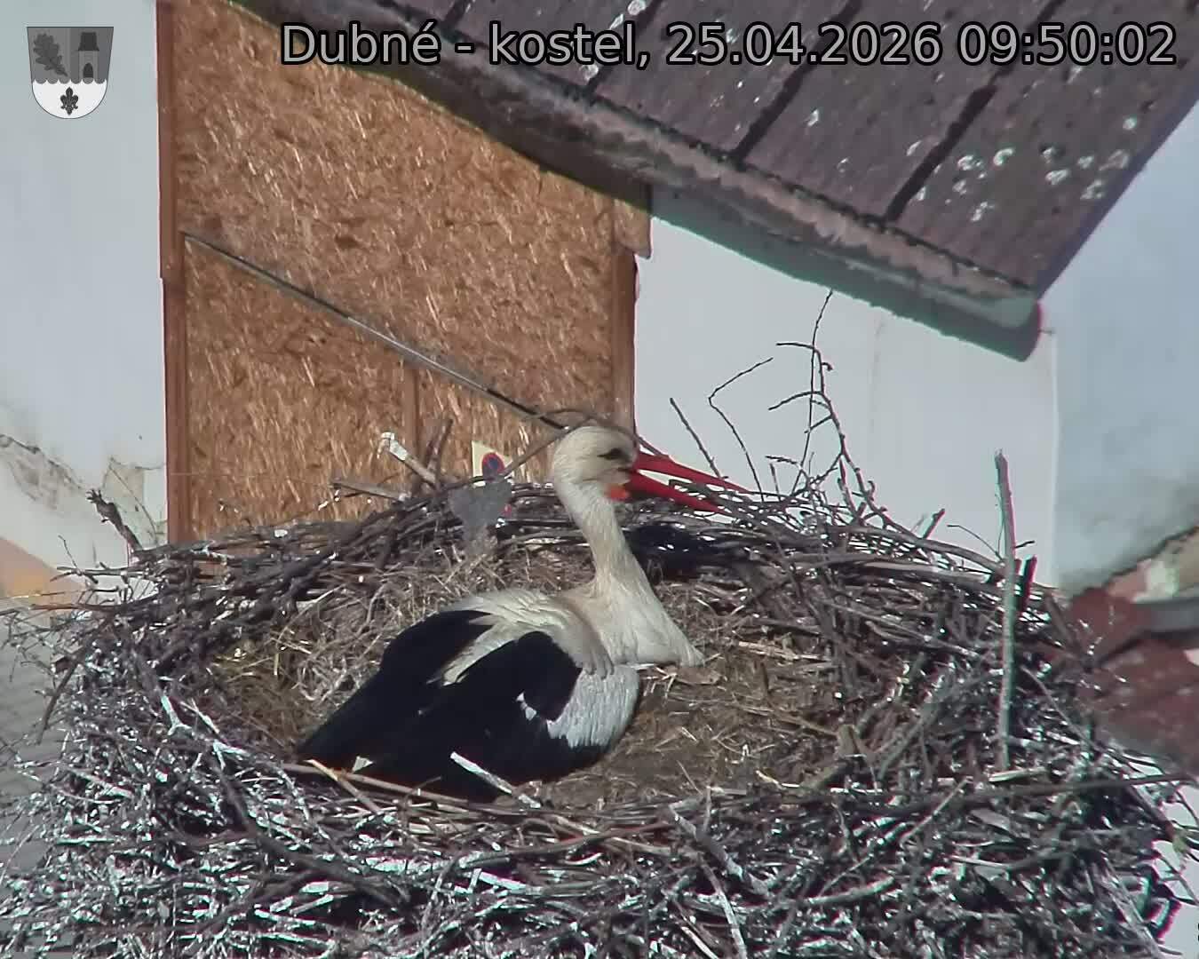 Capi_Dubne_20260425_095002.jpg (1350&nbsp;x&nbsp;1080)