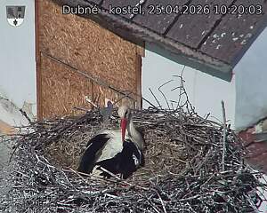 Capi_Dubne_20260425_102003.jpg (1350&nbsp;x&nbsp;1080)