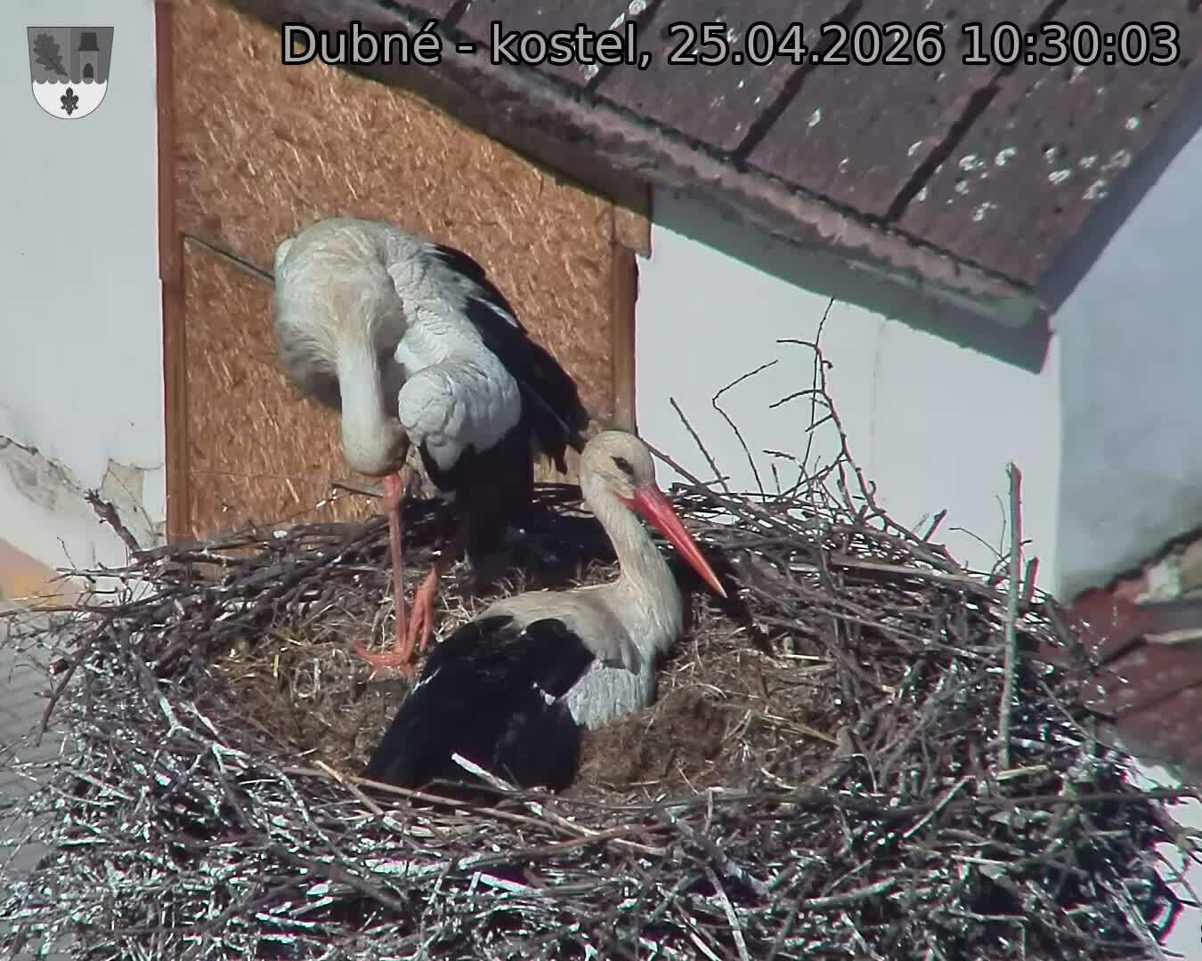 Capi_Dubne_20260425_103003.jpg (1350&nbsp;x&nbsp;1080)