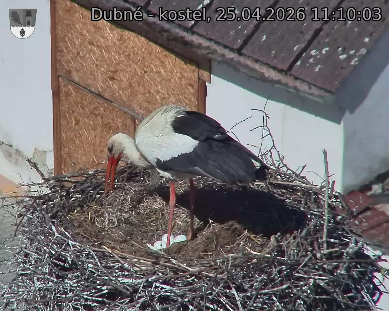 Capi_Dubne_20260425_111003.jpg (1350&nbsp;x&nbsp;1080)