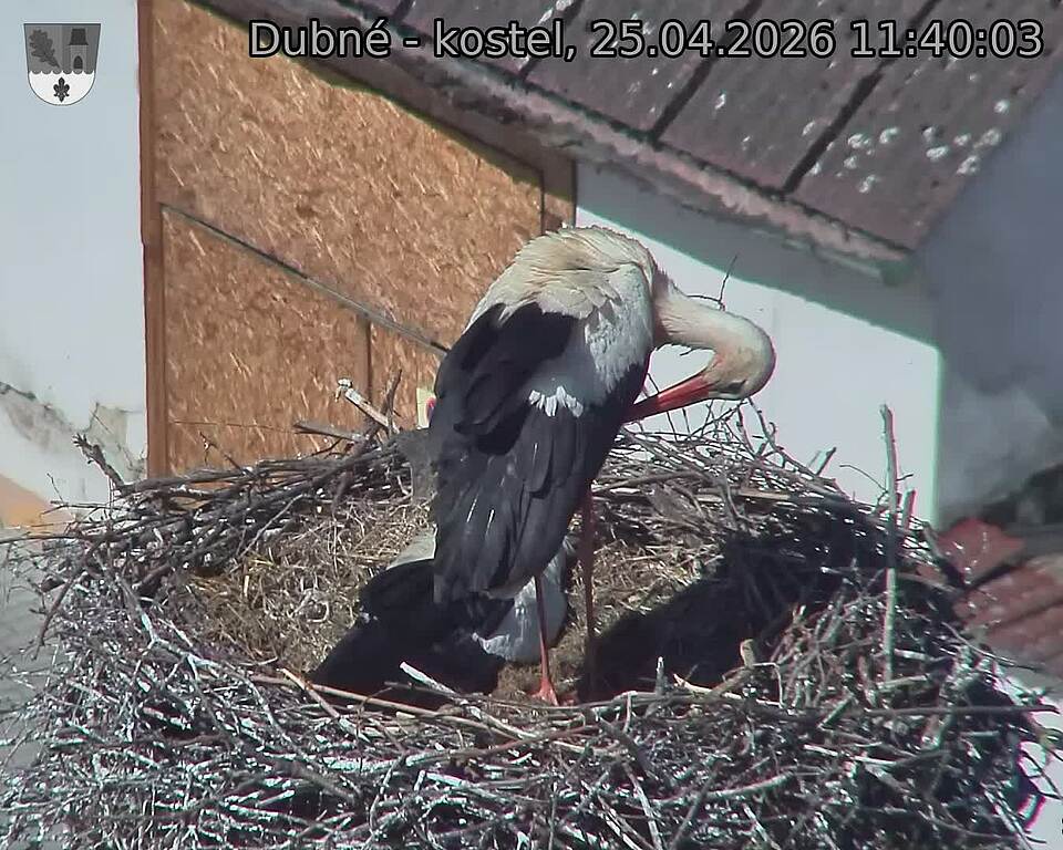 Capi_Dubne_20260425_114003.jpg (1350&nbsp;x&nbsp;1080)