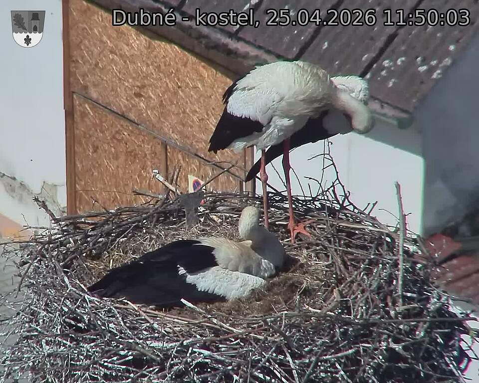 Capi_Dubne_20260425_115003.jpg (1350&nbsp;x&nbsp;1080)