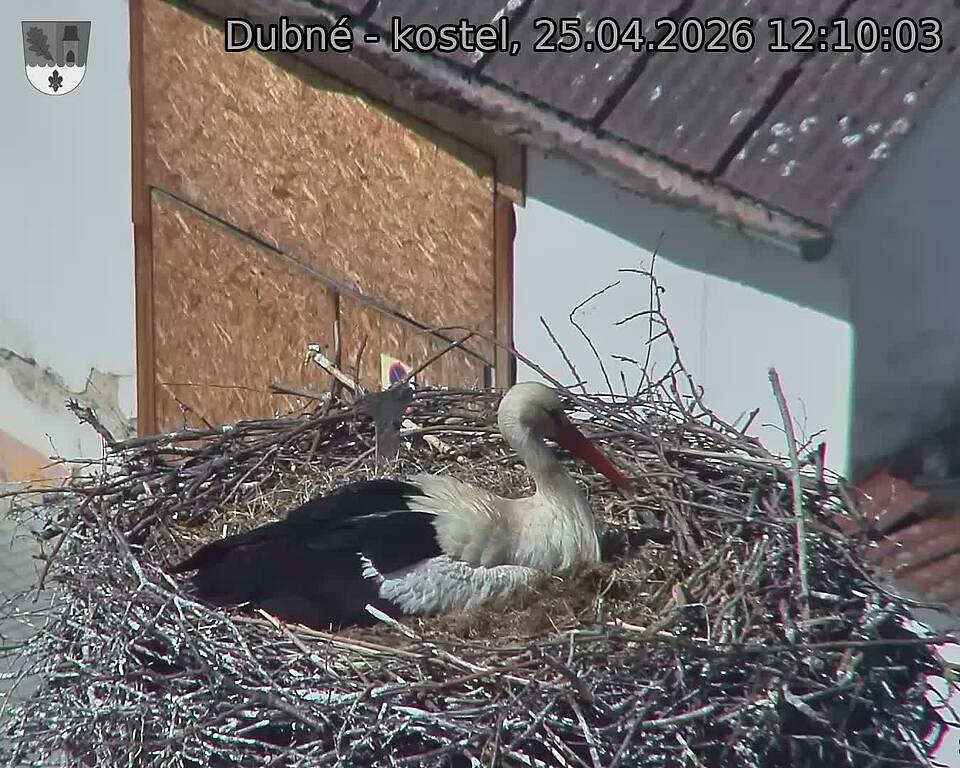 Capi_Dubne_20260425_121003.jpg (1350&nbsp;x&nbsp;1080)