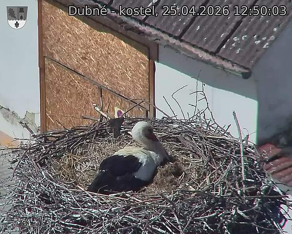 Capi_Dubne_20260425_125003.jpg (1350&nbsp;x&nbsp;1080)