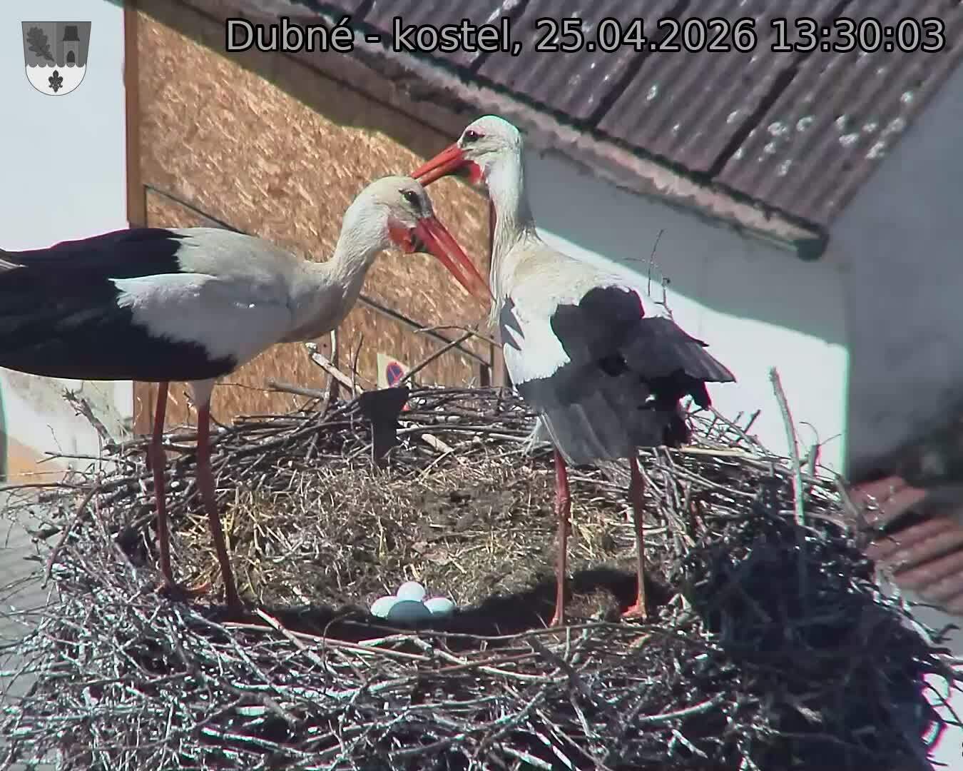 Capi_Dubne_20260425_133003.jpg (1350&nbsp;x&nbsp;1080)