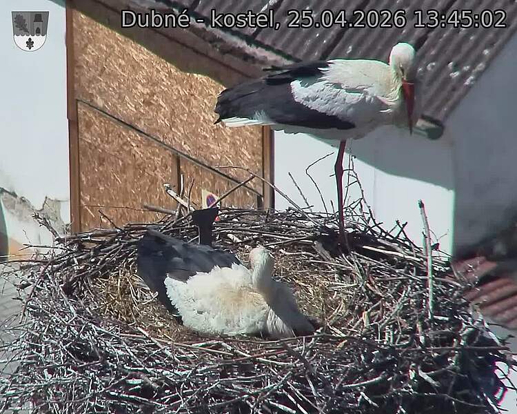 Capi_Dubne_20260425_134502.jpg (1350&nbsp;x&nbsp;1080)