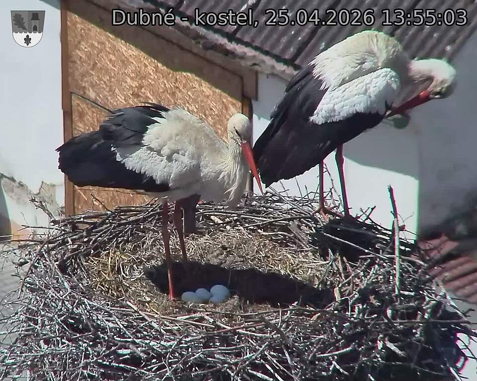 Capi_Dubne_20260425_135503.jpg (1350&nbsp;x&nbsp;1080)