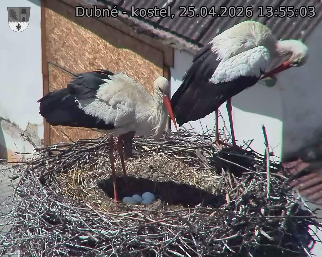 Capi_Dubne_20260425_135503.jpg (1350&nbsp;x&nbsp;1080)