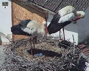 Capi_Dubne_20260425_135503.jpg (1350&nbsp;x&nbsp;1080)