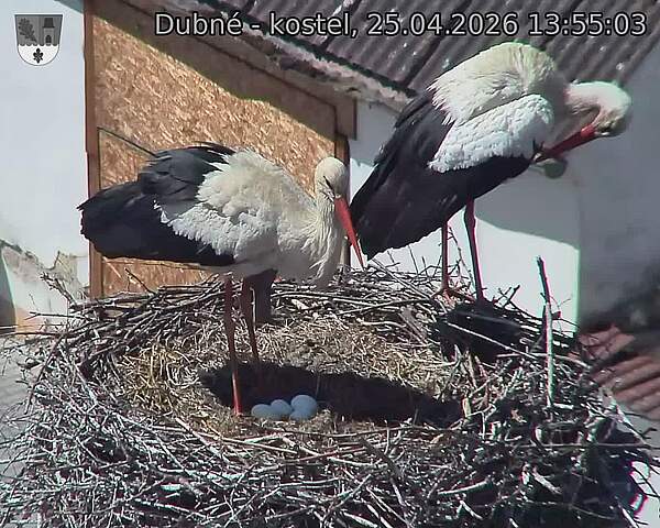 Capi_Dubne_20260425_135503.jpg (1350&nbsp;x&nbsp;1080)