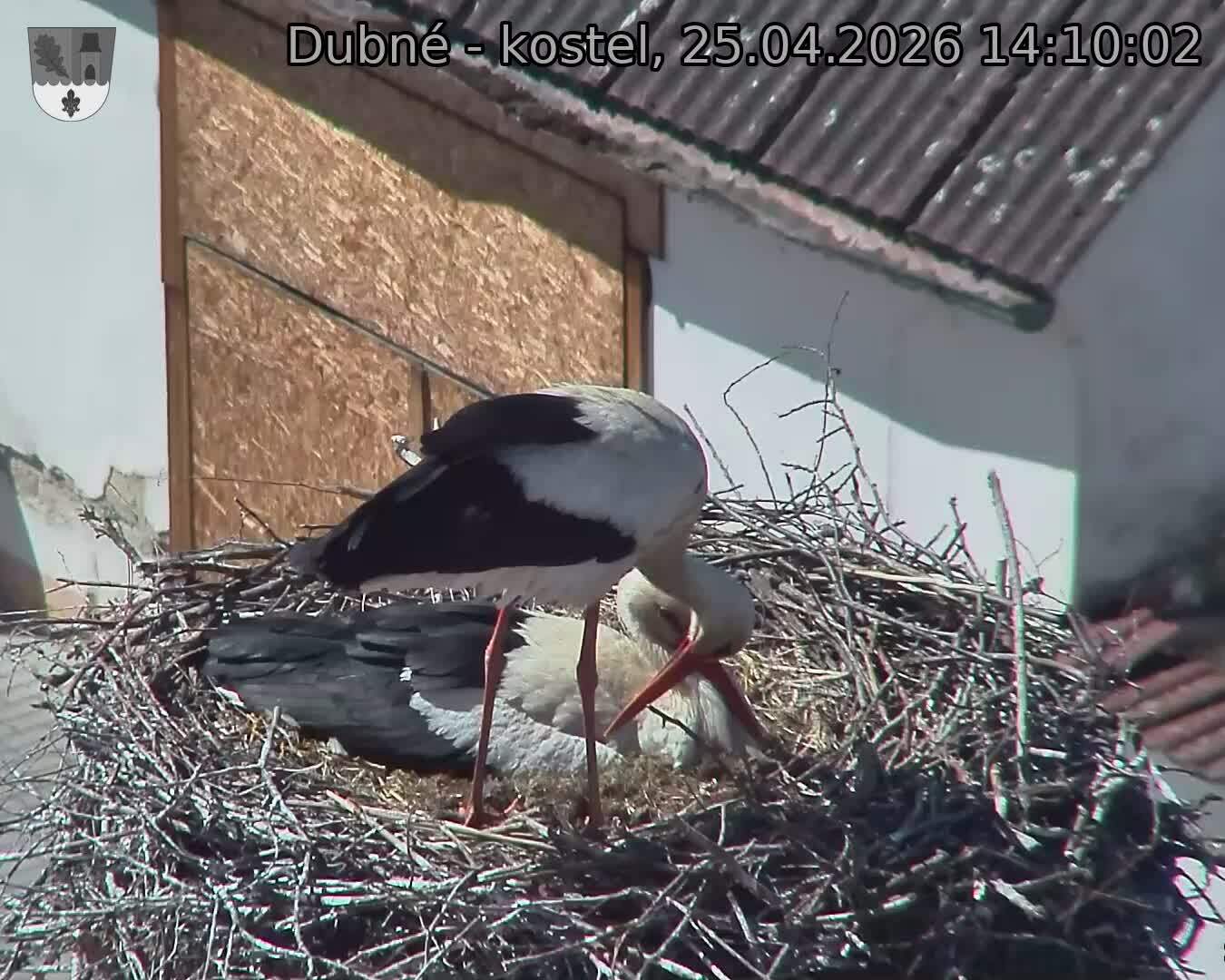 Capi_Dubne_20260425_141002.jpg (1350&nbsp;x&nbsp;1080)