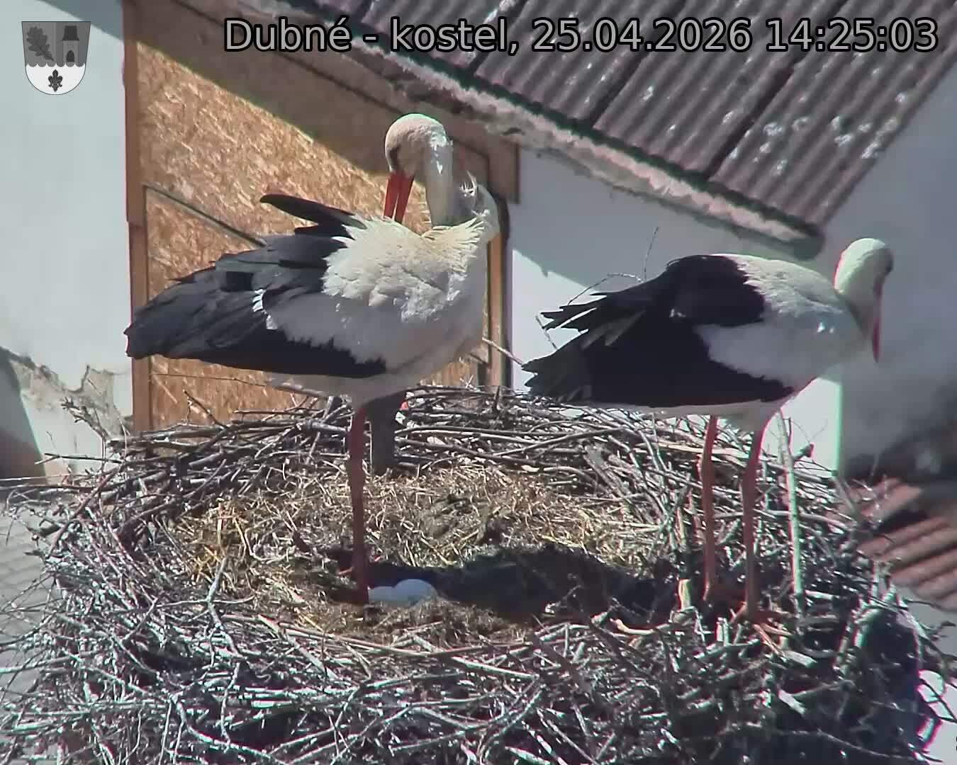 Capi_Dubne_20260425_142503.jpg (1350&nbsp;x&nbsp;1080)