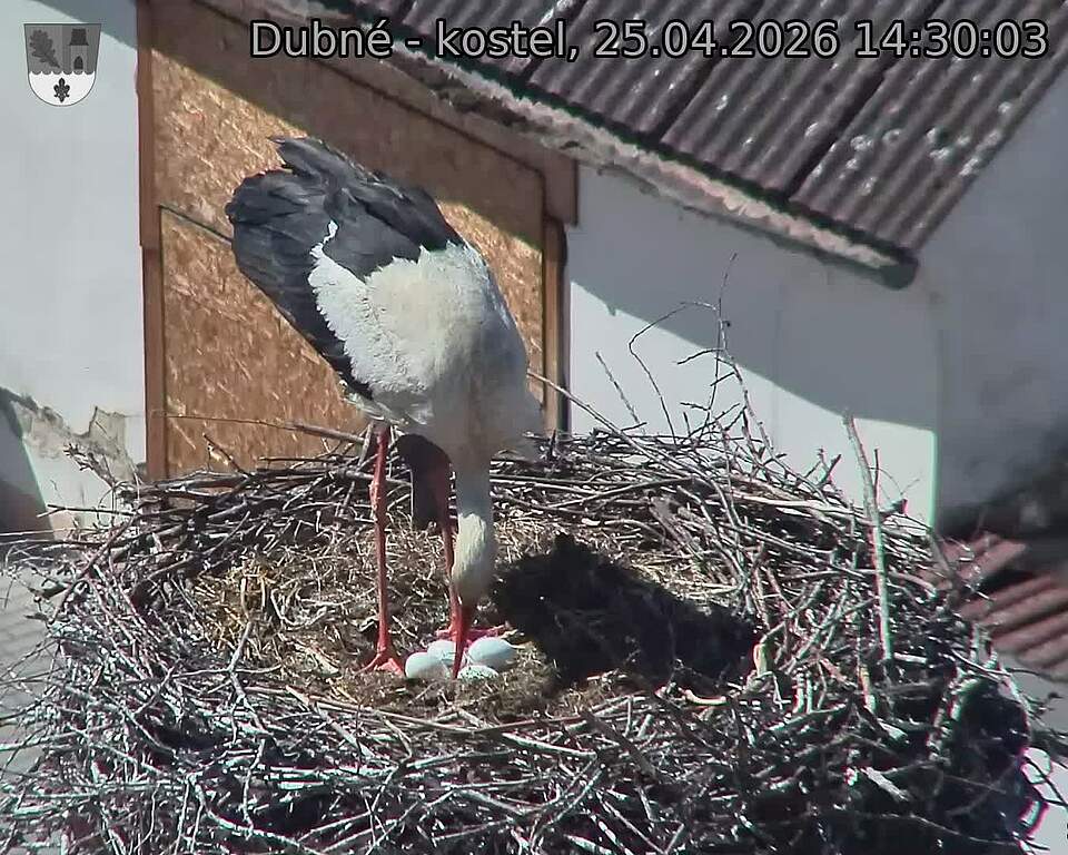 Capi_Dubne_20260425_143003.jpg (1350&nbsp;x&nbsp;1080)