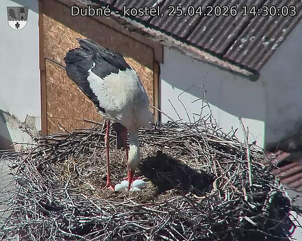 Capi_Dubne_20260425_143003.jpg (1350&nbsp;x&nbsp;1080)