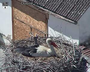 Capi_Dubne_20260425_145502.jpg (1350&nbsp;x&nbsp;1080)