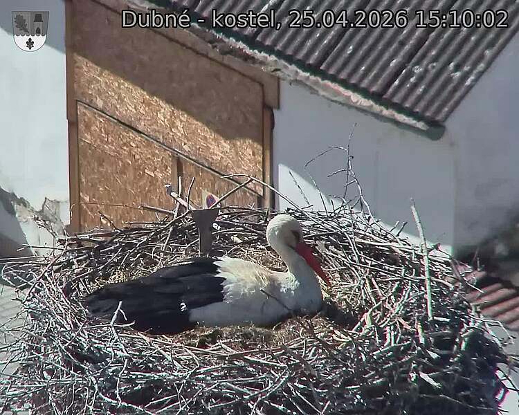 Capi_Dubne_20260425_151002.jpg (1350&nbsp;x&nbsp;1080)