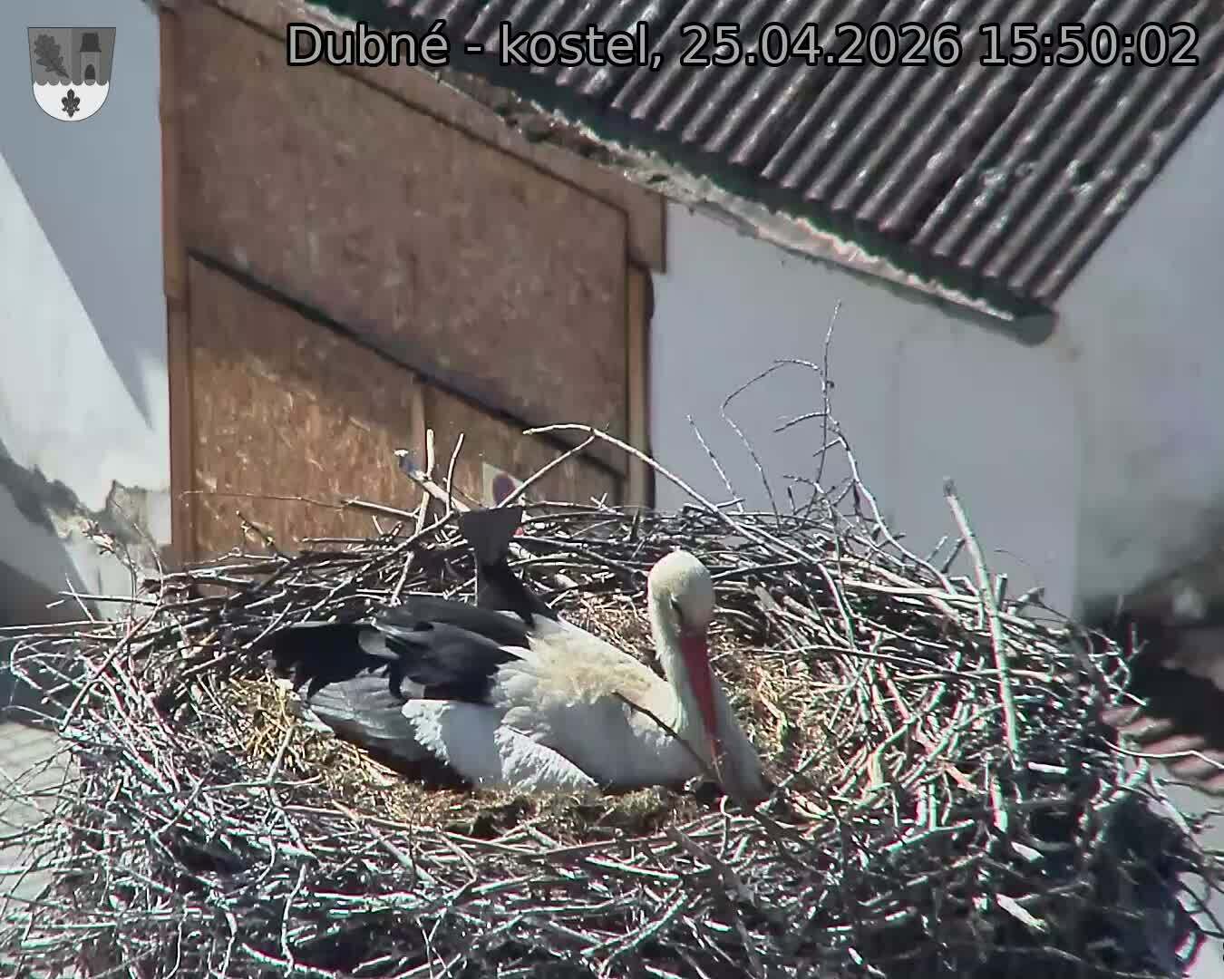Capi_Dubne_20260425_155003.jpg (1350&nbsp;x&nbsp;1080)