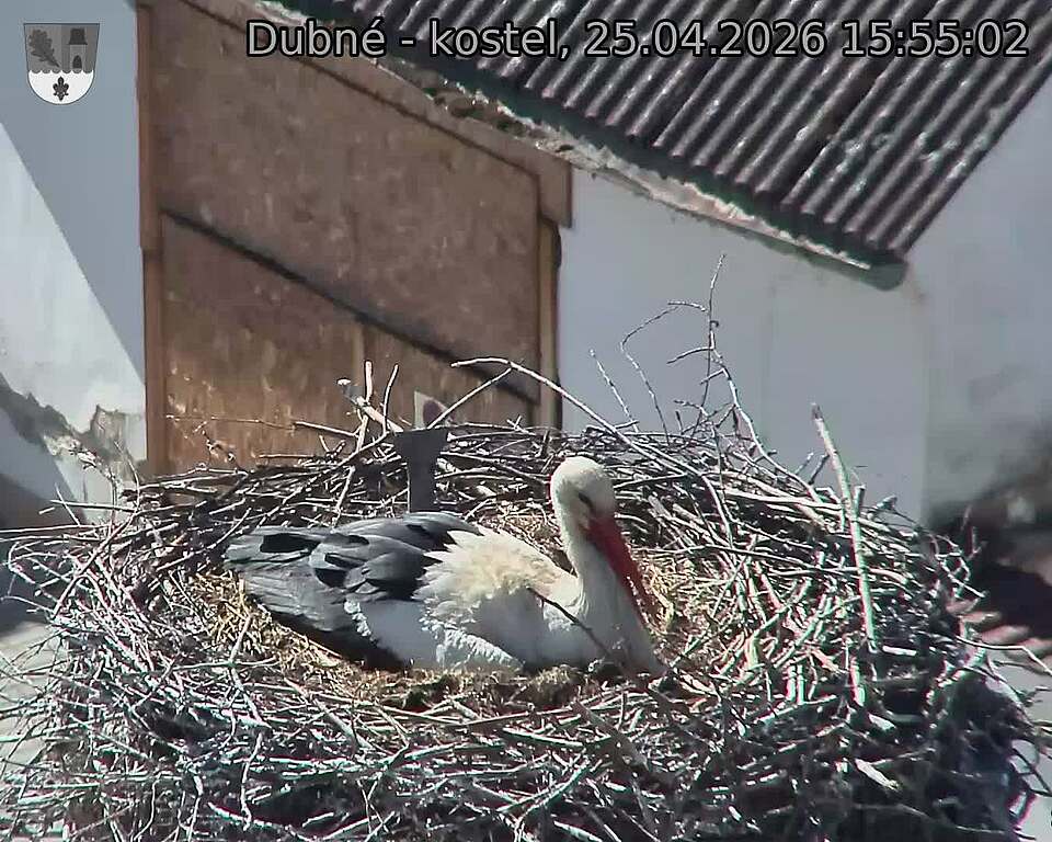 Capi_Dubne_20260425_155502.jpg (1350&nbsp;x&nbsp;1080)