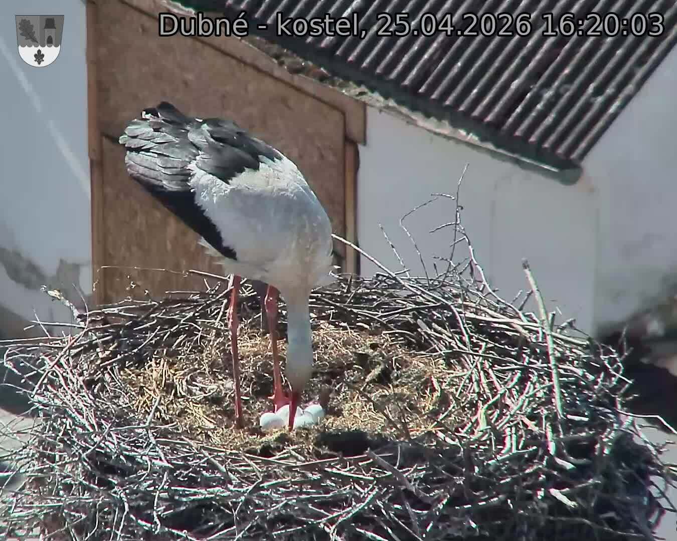 Capi_Dubne_20260425_162003.jpg (1350&nbsp;x&nbsp;1080)