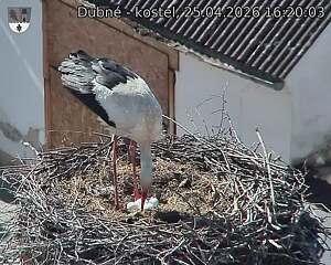 Capi_Dubne_20260425_162003.jpg (1350&nbsp;x&nbsp;1080)