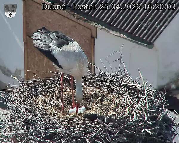 Capi_Dubne_20260425_162003.jpg (1350&nbsp;x&nbsp;1080)