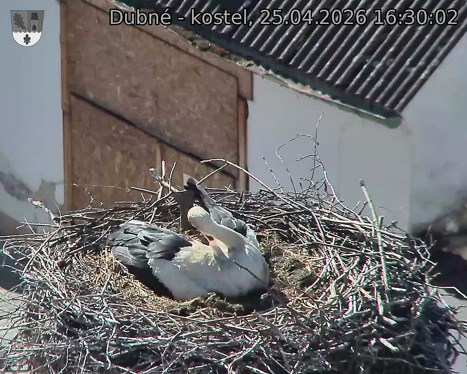 Capi_Dubne_20260425_163003.jpg (1350&nbsp;x&nbsp;1080)