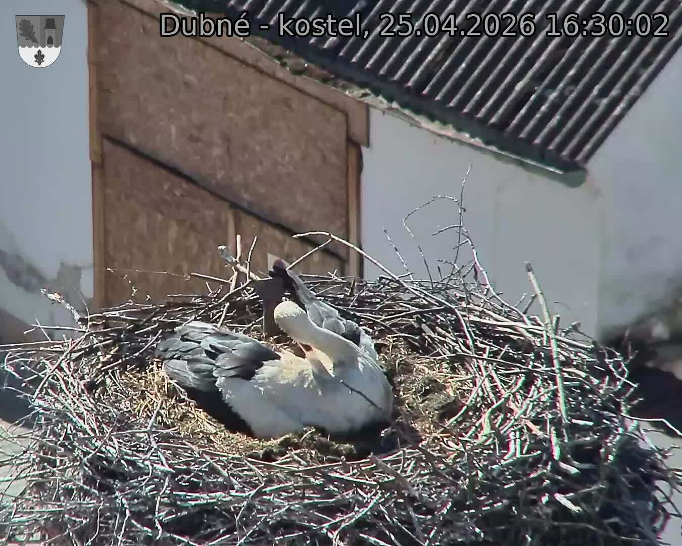 Capi_Dubne_20260425_163003.jpg (1350&nbsp;x&nbsp;1080)