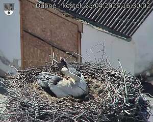 Capi_Dubne_20260425_163003.jpg (1350&nbsp;x&nbsp;1080)