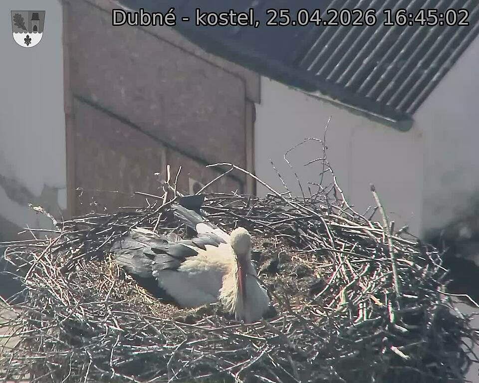 Capi_Dubne_20260425_164502.jpg (1350&nbsp;x&nbsp;1080)